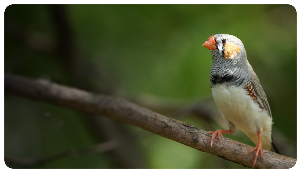 Sony A7 IV Sample image of australian zebra finch standing on a branch with a background of leaves